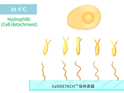 4℃時(shí)，溫敏聚合物涂層為高分子伸直狀態(tài)，表現(xiàn)為親水性，利于貼壁細(xì)胞的脫落