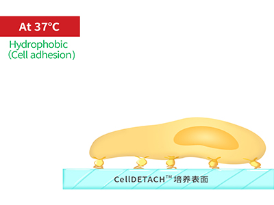 37℃時(shí)，溫敏聚合物涂層為高分子卷縮狀態(tài)，表現(xiàn)為輕度疏水性，更有利于細(xì)胞的貼附