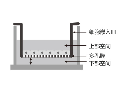 懸掛式設(shè)計，嵌入皿移細胞嵌入皿移動時單層細胞不受影響上部空間 ，還能防止培養(yǎng)液通過中毛細作用流失